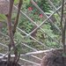 Brancoveanu, din bulevard, p/4, propietar, colaborez